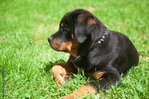 Gorgeous Rottweiler Puppy -  Loyal , Obedient And Gentile Mans Best Friend! © jeremy