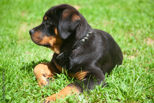 Gorgeous Rottweiler Puppy -  Loyal   Obedient And Gentile Mans Best Friend 