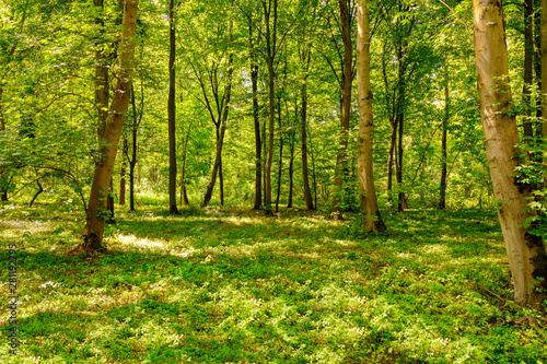 Waldgebiet in Sachsen, Bäume, grün © js-photo