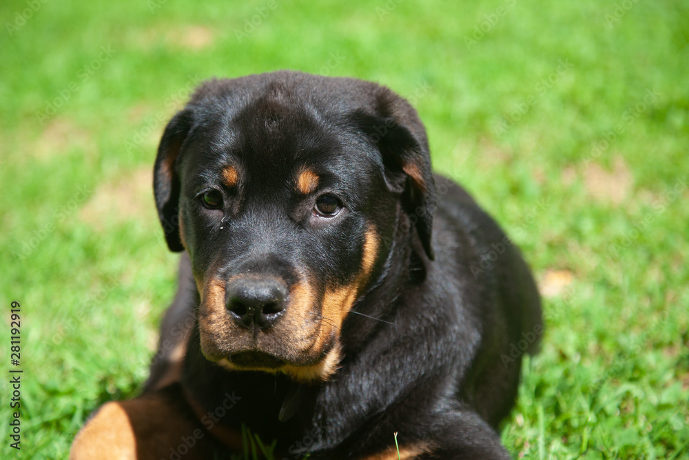 Gorgeous Rottweiler Puppy -  Loyal , Obedient And Gentile Mans Best Friend!