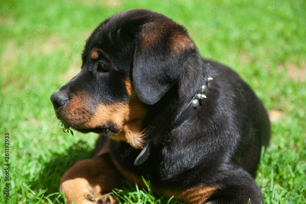 Gorgeous Rottweiler Puppy -  Loyal , Obedient And Gentile Mans Best Friend!