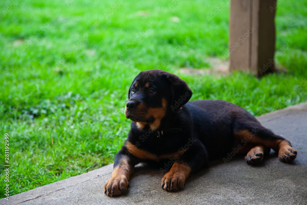 Gorgeous Rottweiler Puppy - Loyal , Obedient And Gentile Mans Best Friend! Gorgeous Rottweiler Puppy - Loyal , Obedient And Gentile Mans Best Friend!