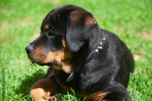 Gorgeous Rottweiler Puppy - Loyal , Obedient And Gentile Mans Best Friend!