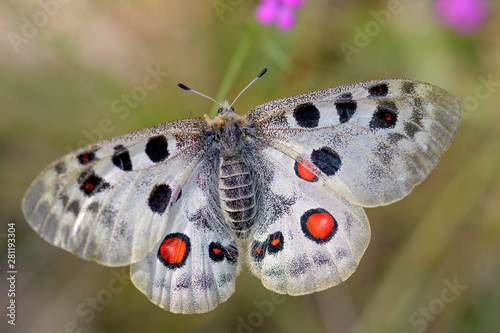 Apollo Butterfly - Parnassius apollo, beautiful iconic endangered butterfly from Europe, Stramberk, Czech Republic. photo