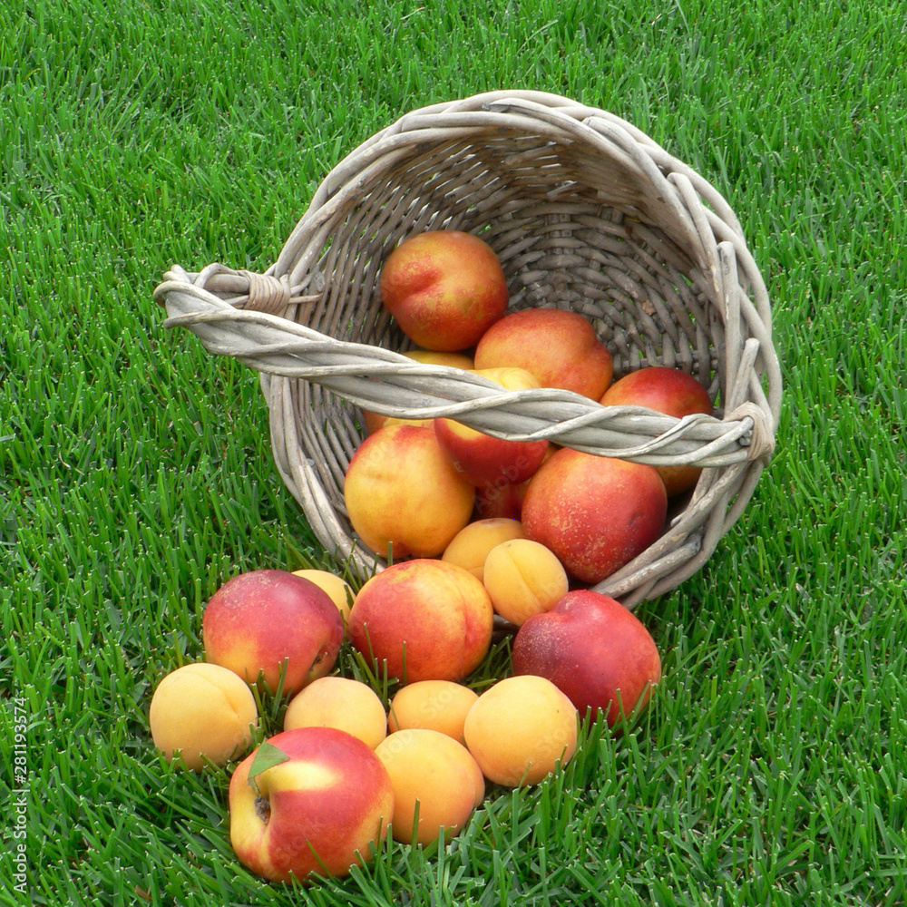 Summer is picnic time. Peaches and apricots in a basket in the green grass background. Fresh fruits. Summer is picnic time. Peaches and apricots in a basket in the green grass background. Fresh fruits.