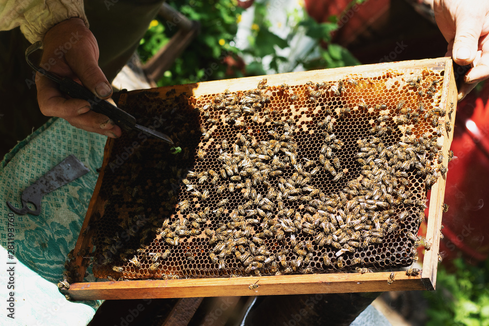 A beekeeper inspects the frame at the apiary. Beehives with bees A beekeeper inspects the frame at the apiary. Beehives with bees