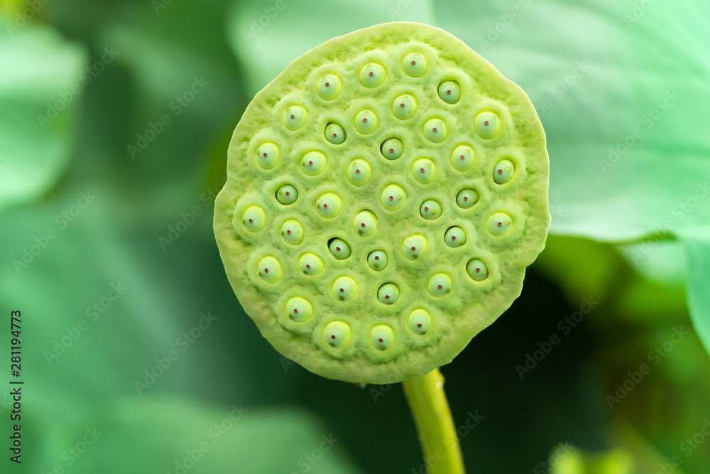 nelumbinis semen nelumbinis semen