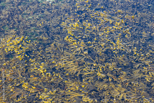 Bladder wrack algae on the sea