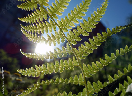 The fern is beautifully illuminated by the sun   photo