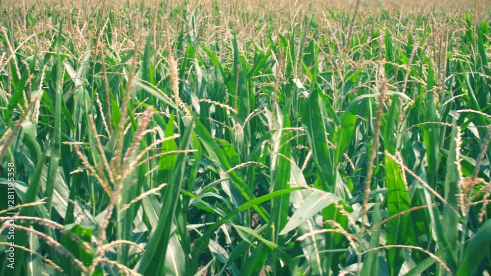 Green corn field at sunny day. Agriculture food growing. Slow motion 4k footage.