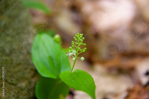 Early Summer Wildflower Sprouts Along Stream In Pennsylvania Forest