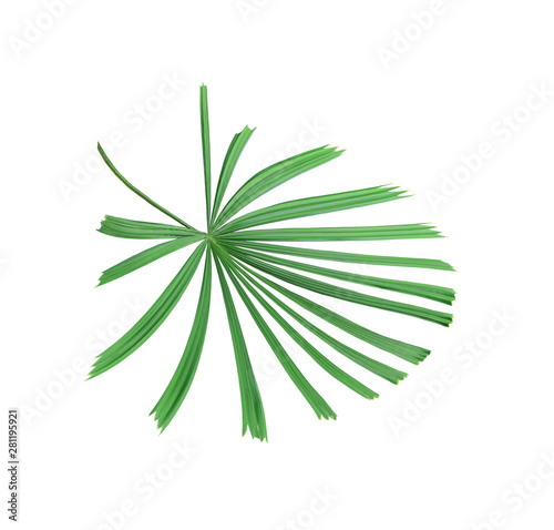 tropical nature green palm leaf pattern,chinese windmill