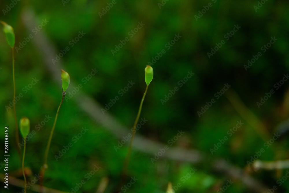 Sprouts Growing From Moss Along Stream In Woods Sprouts Growing From Moss Along Stream In Woods
