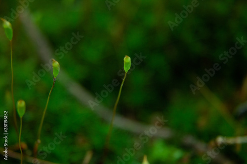 Sprouts Growing From Moss Along Stream In Woods