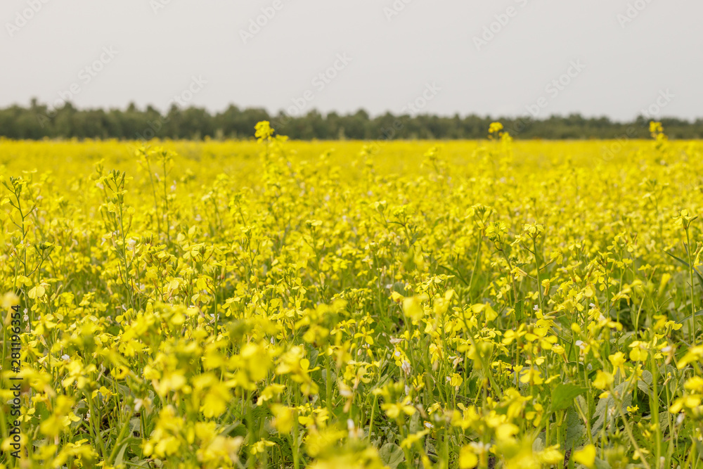 Close Up of yellow flowering rapeseed field Close Up of yellow flowering rapeseed field