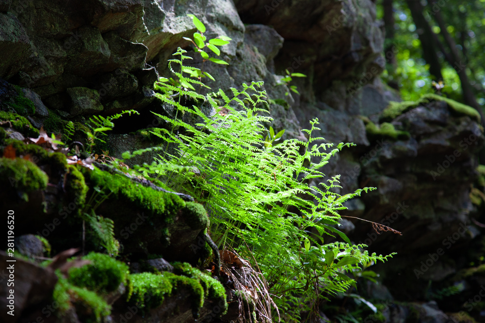 Fototapeta premium Small Ferns Growing Rock Face Early Summer