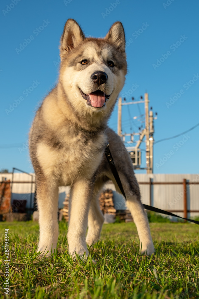 Puppy alabay. The dog is photographed from below. The dog is standing on the grass and stuck out his tongue. Around the neck leash