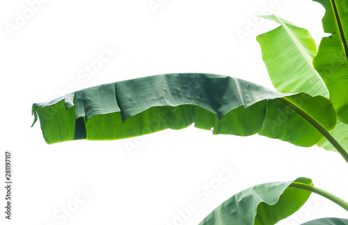 leaf banana on white background.