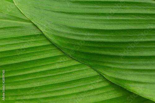 green leaf texture background.