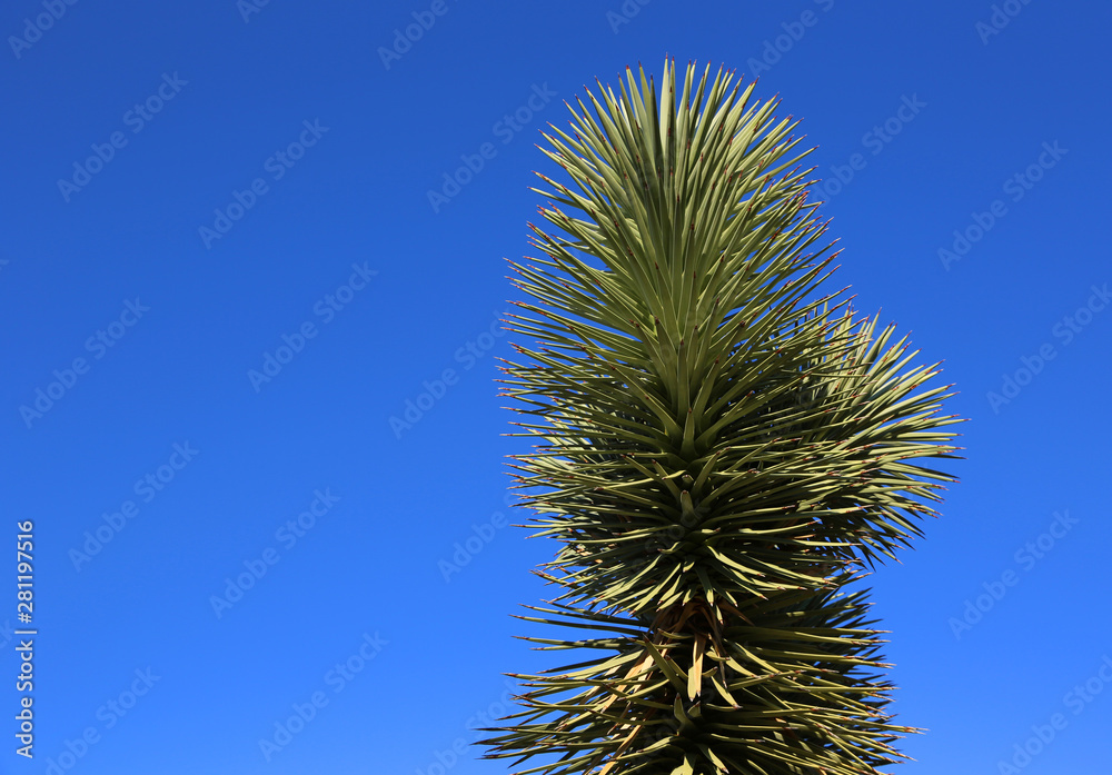 Branch of Joshua Tree