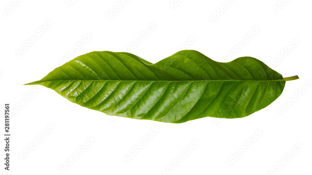 Obraz premium back side of fresh green leaf of alder tree cut out on white background