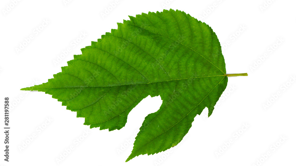 back side of fresh green leaf of alder tree cut out on white background back side of fresh green leaf of alder tree cut out on white background