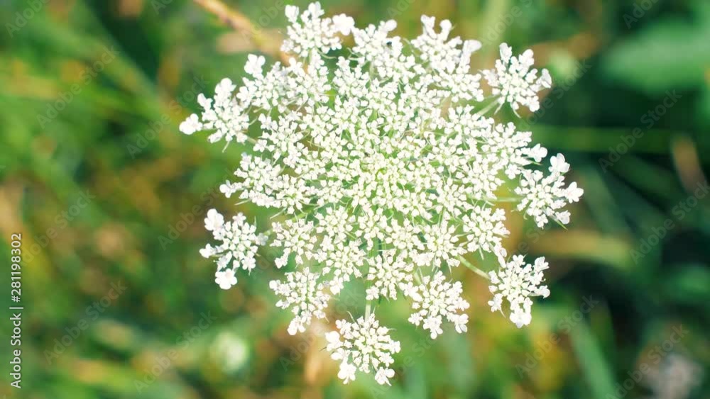 Flower in the garden with wind. Close up 4k footage. Slow motion. Flower in the garden with wind. Close up 4k footage. Slow motion.