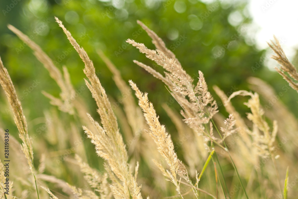 Grass in the wind Grass in the wind