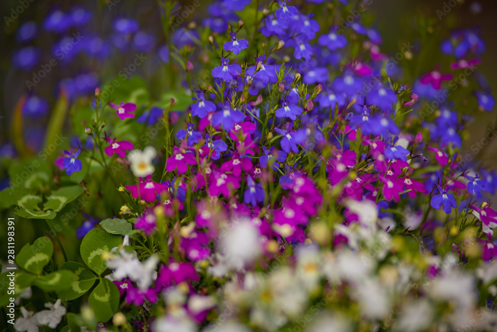 Fototapeta premium purple flowers in the garden