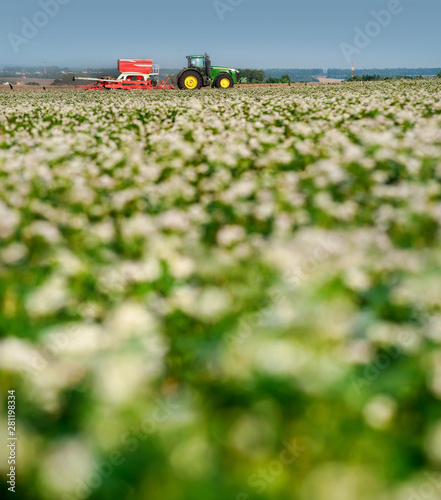 flowering of buckwheat and tractor cultivation
