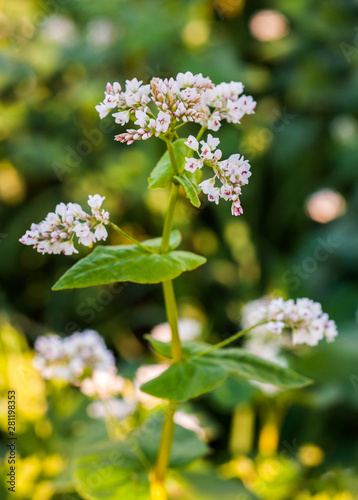 Buckwheat agriculture, Close-up of buckwheat bloom