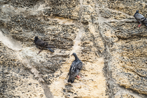 Birds on stone city wall