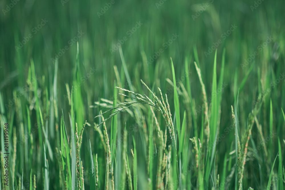 Green rice fields in rural rice fields of Thailand. Green rice fields in rural rice fields of Thailand.