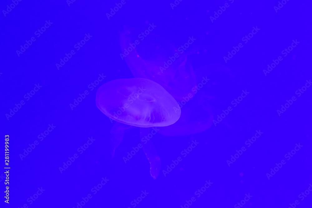Close-up Jellyfish, Medusa in fish tank with neon light. Jellyfish is free-swimming marine coelenterate with a jellylike bell- or saucer-shaped body that is typically transparent. Close-up Jellyfish, Medusa in fish tank with neon light. Jellyfish is free-swimming marine coelenterate with a jellylike bell- or saucer-shaped body that is typically transparent.