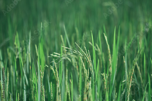 Green rice fields in rural rice fields of Thailand.