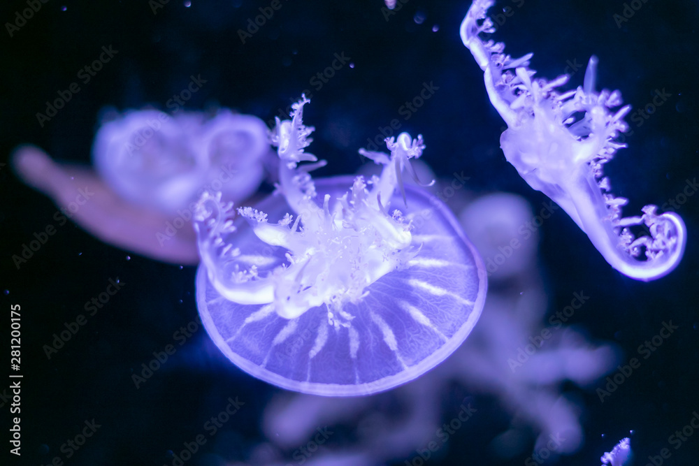 Naklejka premium Close-up Jellyfish, Medusa in fish tank with neon light. Jellyfish is free-swimming marine coelenterate with a jellylike bell- or saucer-shaped body that is typically transparent.