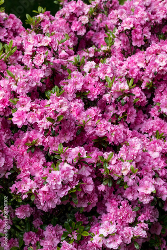 Pink Japanese Azalea on the branch in the garden