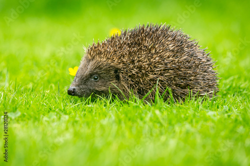 Hedgehog, wild, native, European hedgehog in natural garden habitat on green grass lawn, facing left. Horizontal. Space for copy