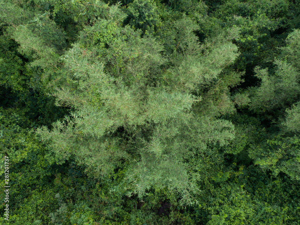 Aerial view of bamboo trees in tropical rainforests