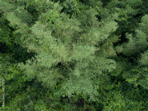 Aerial view of bamboo trees in tropical rainforests