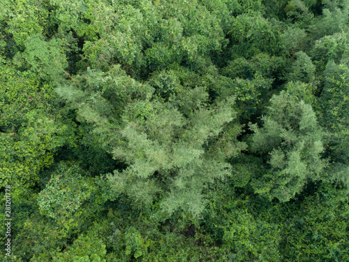 Aerial view of bamboo trees in tropical rainforests