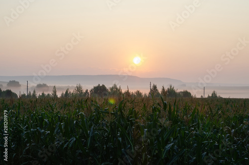 green corn field at sunrise in the fog