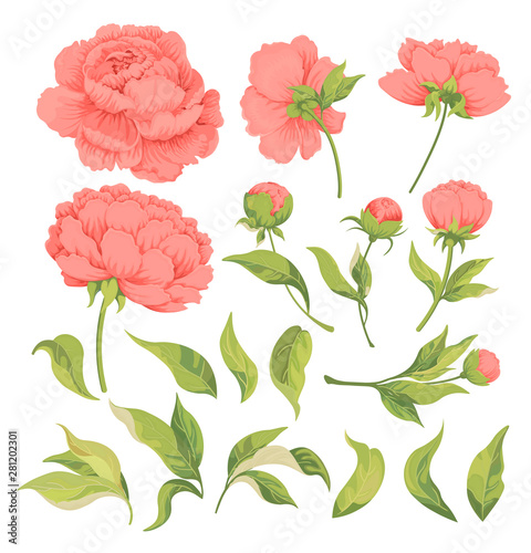 Botanical illustration of peony flower elements leaves and buds isolated on white.