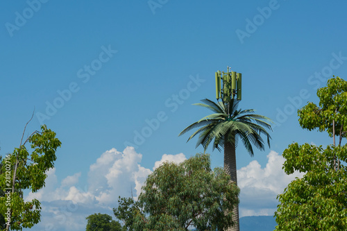 cellular antenna hidden in a palm tree