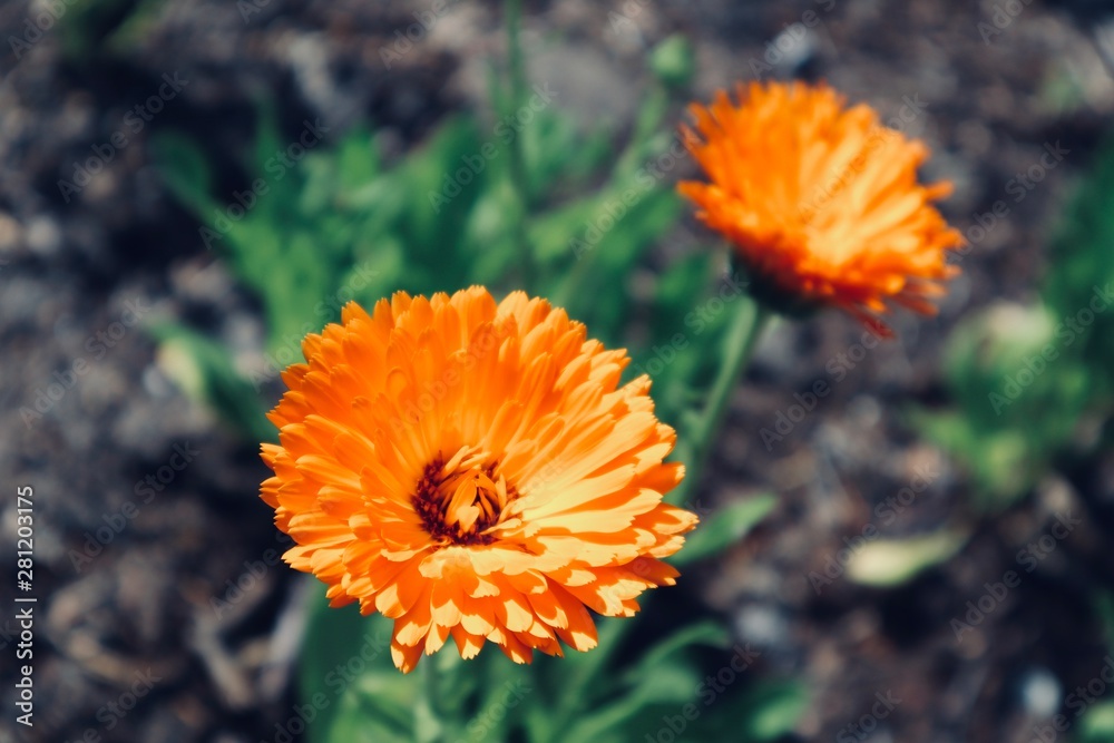 Beautiful close up of yellow orange flower green background