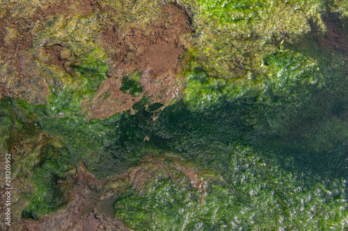 the bottom of the river with marsh mud and grass green and brown