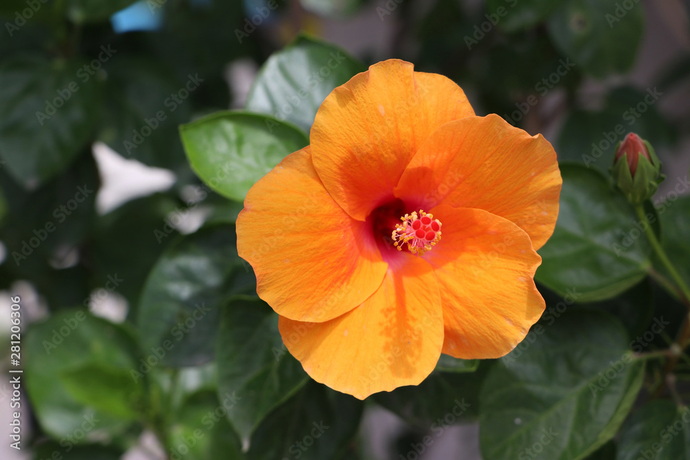 Orange hibiscus flower on the tree with green background. Orange hibiscus flower on the tree with green background.