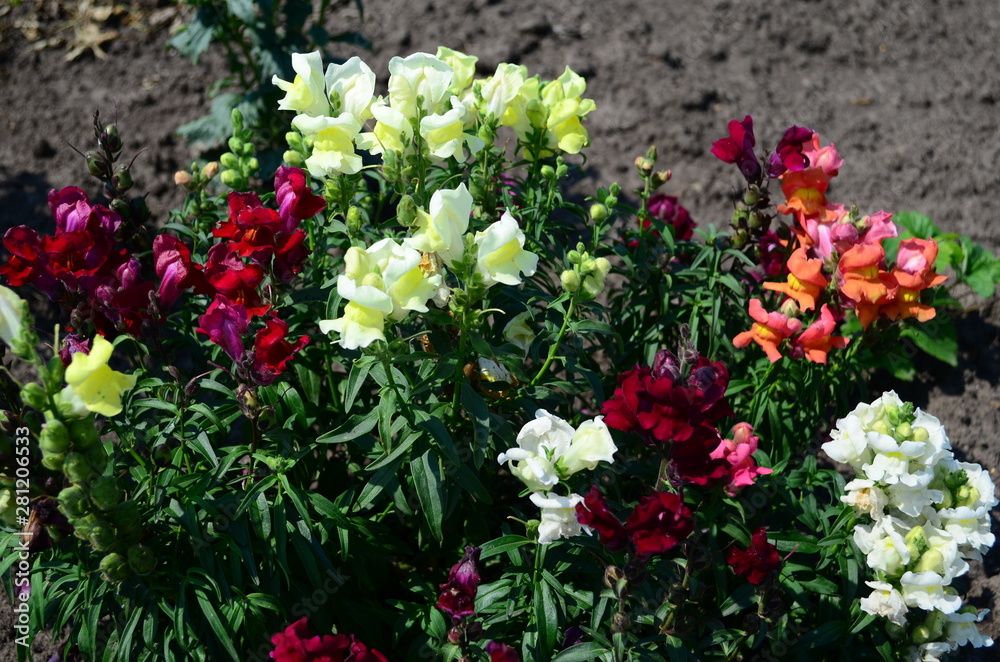 Colorful Snapdragons in the garden close up
