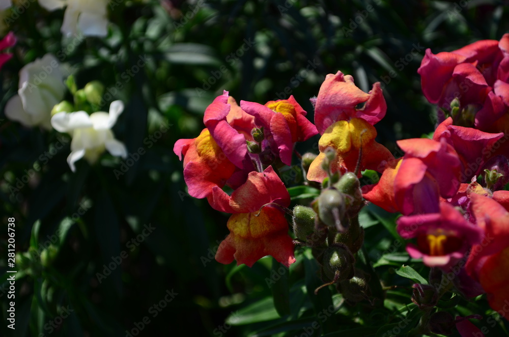 Colorful Snapdragons in the garden close up