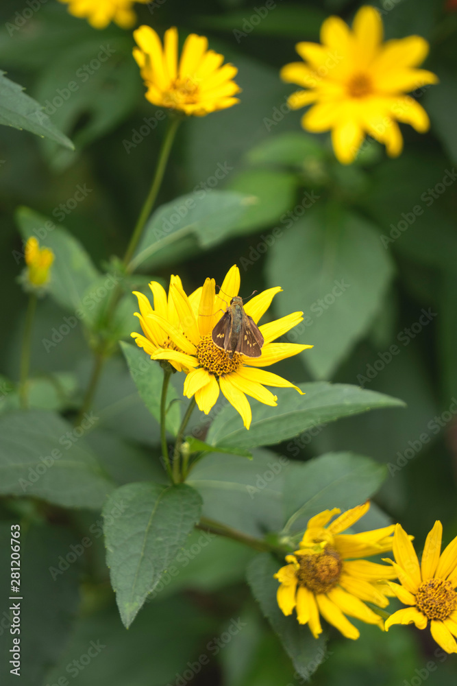 花と蝶 イチモンジセセリがいるキクイモモドキの縦長写真 Stock Photo Adobe Stock